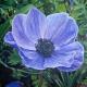Anenome