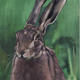 Green Hare