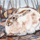 The Winter Hare