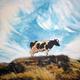 Sally's Cow