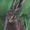 Green Hare