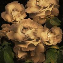 floral bouquie