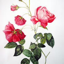 NEW ENGLAND ROSE