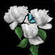 GARDEN OF EDEN | £5 | | PHOTOGRAPHY ART COMBINED GARDEN OF EDEN