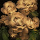 floral bouquie | £15 | | photography floral bouquie
