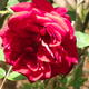 splash of colour