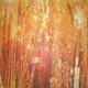 honey amber gold