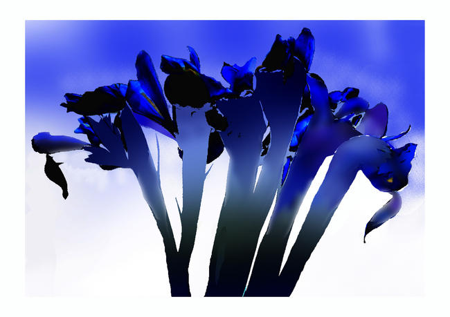 Stalking Iris ink-jet print on photo paper width=