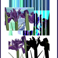 Iris Scandal        lim.ed.print