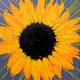 Sunflower Spin No. 1