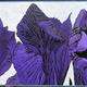 Iris Diptych