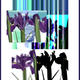 Iris Scandal lim.ed.print