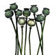 Dead Poppy Heads