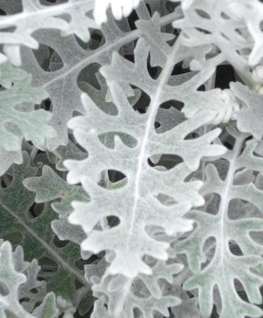 white leaf