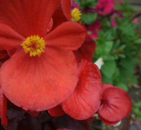 red flower