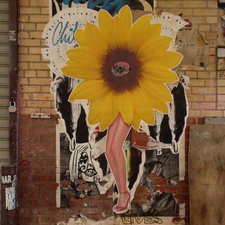 sunflower legs NY