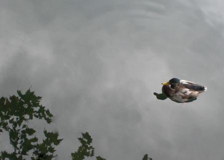 central park duck