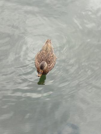 central park lone duck