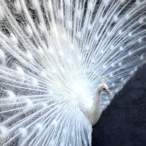 white peacock