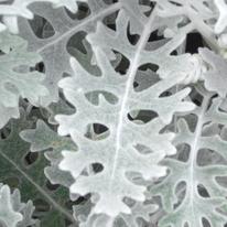 white leaf