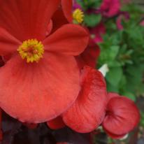 red flower