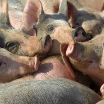 pig pile up