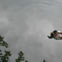 central park duck