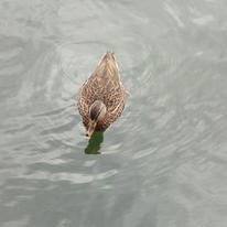 central park lone duck