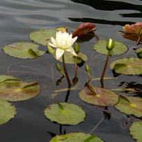 central park water lily