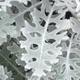white leaf