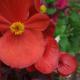 red flower