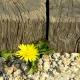 beach flower