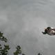 central park duck
