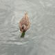 central park lone duck