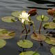 central park water lily