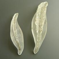 Pods
