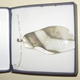 glass pendant | | | glass pendant