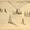 Tall trees, sketch