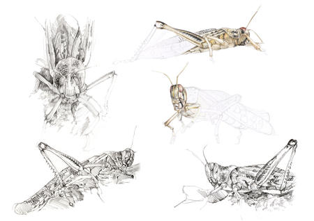 Locusts