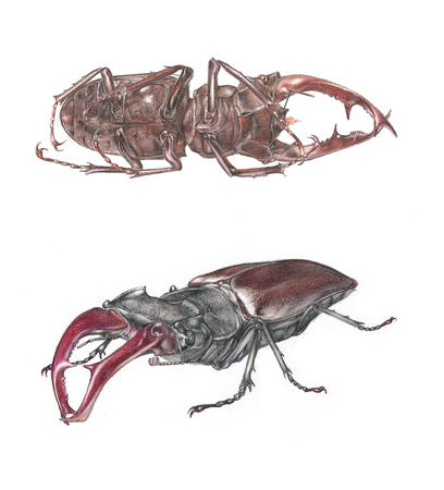 Stag Beetles