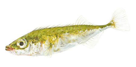 Ten-Spined Stickleback