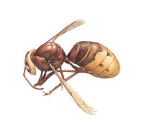 Wasp
