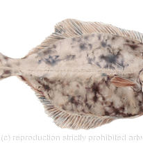 British Flounder