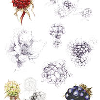 Blackberries