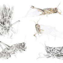 Locusts