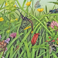 British Hay Meadow