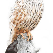 Merlin