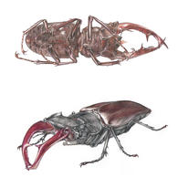 Stag Beetles