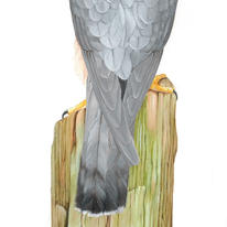 Peregrine Falcon