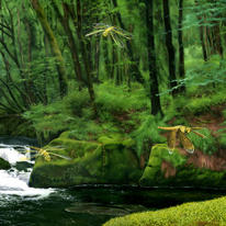 Woodland